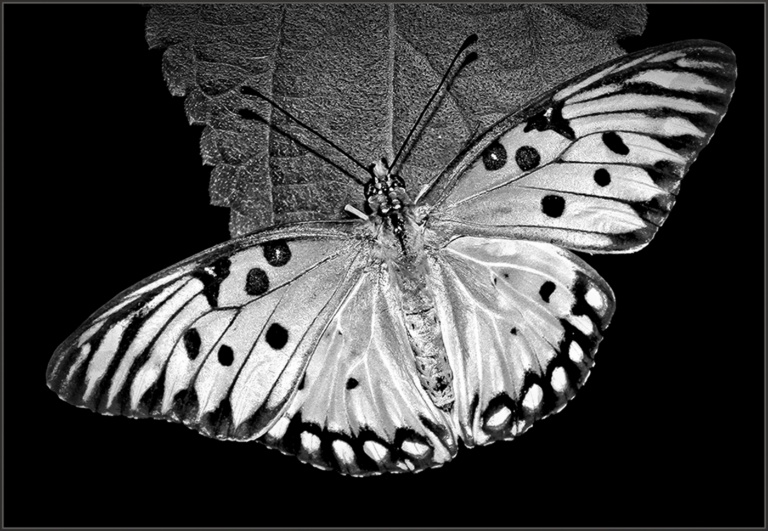 Fritillary on Leaf